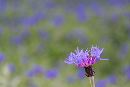 purple cornflower in the field, closeup of a flowerの写真素材