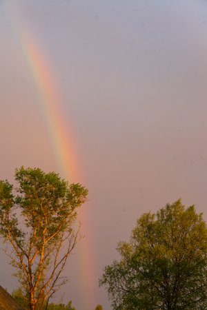 Rainbow in the sky over the forest in the early morning.の写真素材
