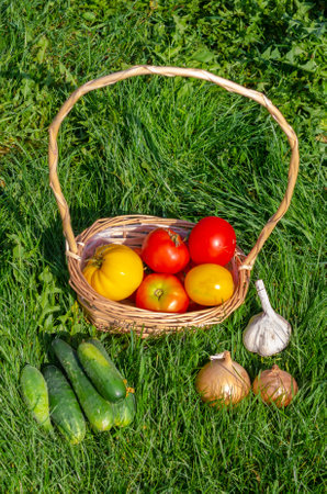 Autumn still life. Vegetables grown in the country.の写真素材