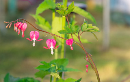 Lamprocapnos spectabilis ( bleeding heart) in the gardenの写真素材