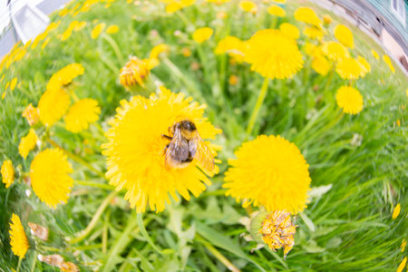 Beautiful yellow dandelions bloomed in summer in a clearing.
