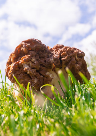 Big mushroom stitch. Strochok is a genus of marsupial fungi of the family Discinae.