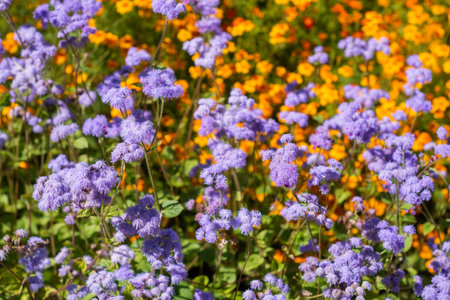 Ageratum. Flowers. Beautiful fluffy bright ageratum flowers bloom in a flower bed.