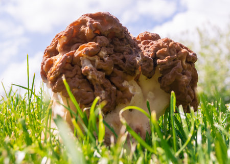 Big mushroom stitch. Strochok is a genus of marsupial fungi of the family Discinae.の写真素材