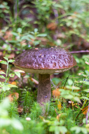 Birch mushroom. Edible mushrooms grew in the forest during the warm season.の写真素材