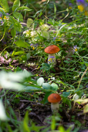 Mushrooms. Podosinovik. Gifts of the forest. Gifts of nature. Fresh aspen trees have grown in the...