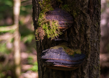 Chaga (birch mushroom)âa species of fungi of the genus Inonotus of the Basidiomycetes department.の写真素材