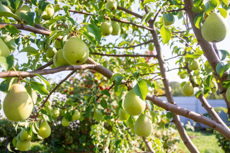 Large ripe varietal pears are ripe on the garden plot. Fruit.の写真素材