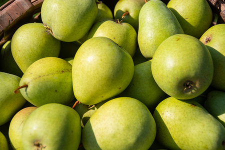 Large ripe varietal pears are ripe on the garden plot. Fruit.