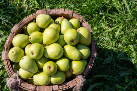 Large ripe varietal pears are ripe on the garden plot. Fruit.の写真素材