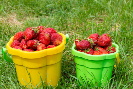 Berries. Fresh delicious delicious healthy fragrant varietal red strawberries. Healthy eating.の写真素材