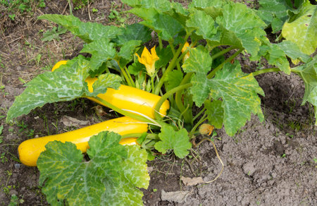 Zucchini. Autumn. Harvest at the dacha. Vegetables. Ripe delicious varietal zucchini grew in the garden.の写真素材