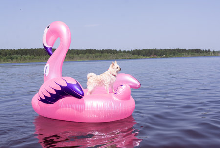 Dog on a pink inflatable flamingo in the lakeの写真素材