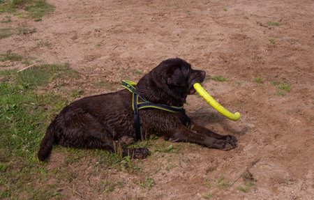 Black Labrador Retriever playing with a toy.の写真素材