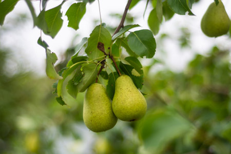 Large ripe varietal pears are ripe on the garden plot. Fruit.