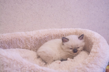 A beautiful little Ragdoll kitten is resting at home on the couch.の写真素材