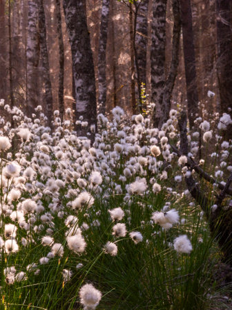Unusual white fluffy Fluffy flowers grow in the forest in the swamp. Summer.の写真素材