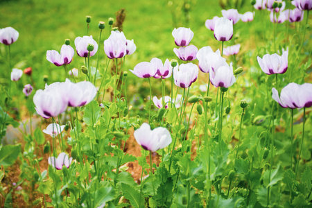 A beautiful poppy bloomed in summer. Flowers.の写真素材