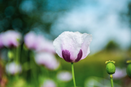 A beautiful poppy bloomed in summer. Flowers.
