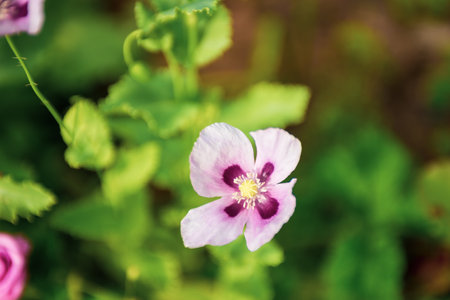 A beautiful poppy bloomed in summer. Flowers.の写真素材