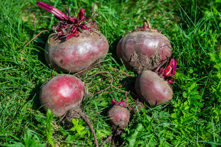 A large beet has grown in the garden. Autumn. Harvesting. Vegetables.