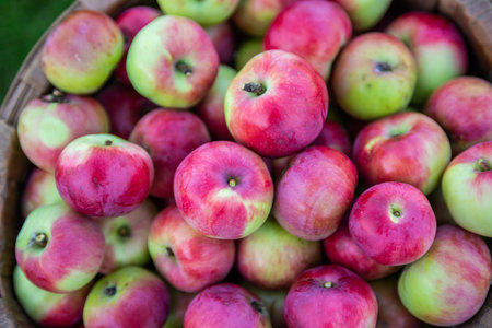 Juicy ripe delicious apples in a basket. Fruit. Harvest.