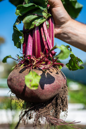 A large beet has grown in the garden. A huge beetroot in a man's hand. Autumn. Harvesting. Vegetables.の写真素材