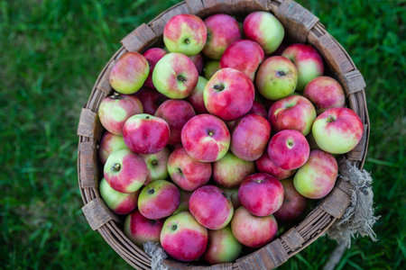 Juicy ripe delicious apples in a basket. Fruit. Harvest.