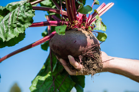 A large beet has grown in the garden. A huge beetroot in a man's hand. Autumn. Harvesting....