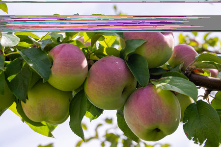 Mouth-watering ripe varietal apples ripened on the garden plot. Apples on the apple tree. Fruit.