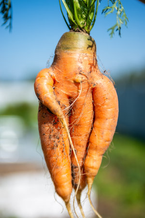 Large carrots grew in the garden. Carrots of unusual shape. Autumn. Harvesting. Vegetables.の写真素材