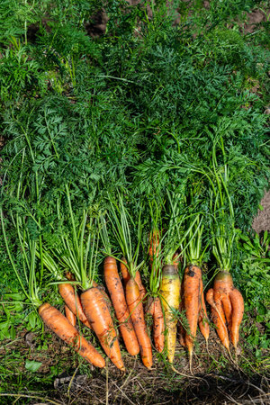 Large carrots grew in the garden. Carrots of unusual shape. Autumn. Harvesting. Vegetables.の写真素材
