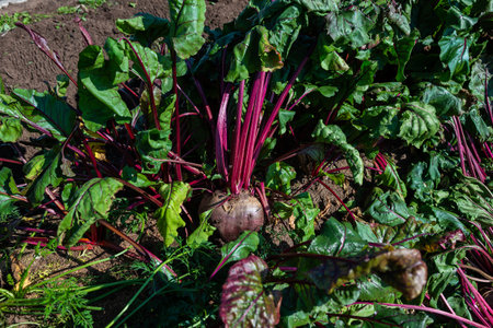 A large beet has grown in the garden. Autumn. Harvesting. Vegetables.