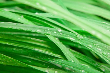closeup of green grass with water dropsの写真素材