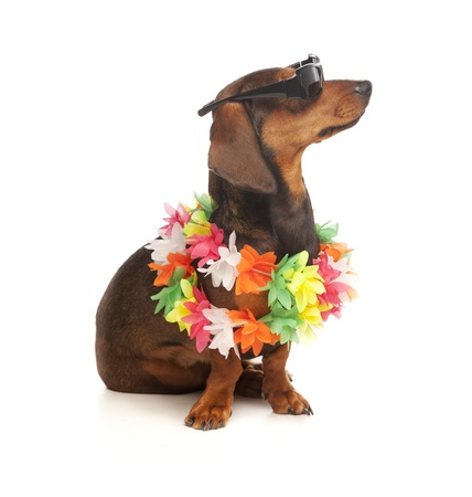 vacation dachshundの写真素材