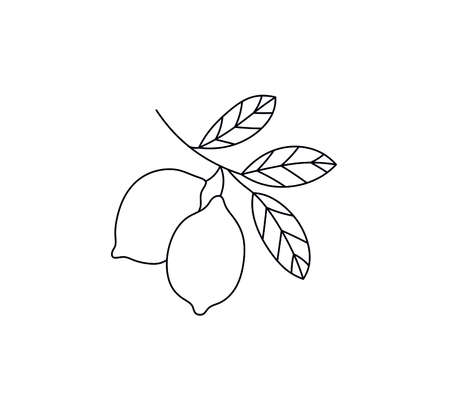 Vector isolated lemon tree branch contour line graphic drawing.のイラスト素材