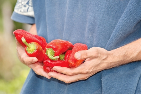 hands with fresh red pepper outdoorの写真素材