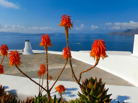 Santorini Succulent Flowers, Sea and Sky. Greeceの写真素材
