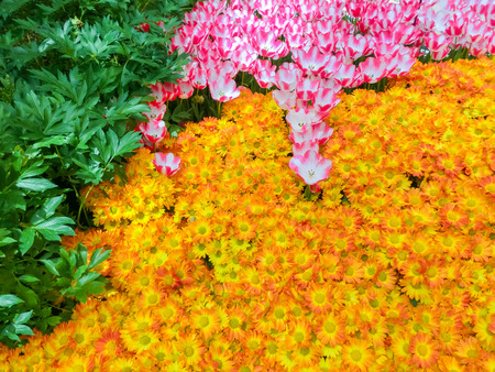 Las Vegas, United States of America - May 05, 2016: The Japanese flowering garden at luxury hotel Bellagio at Las Vegas, United States of Americaのeditorial素材