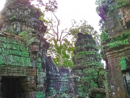 The picture of trees and temple, Angkor, Cambodia