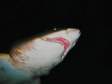 The Big shark on blackの写真素材