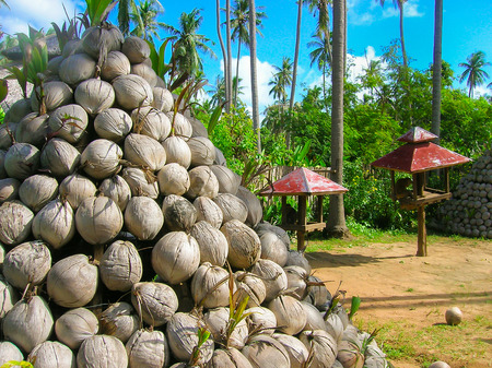 Dry coconuts for produce coconut milk