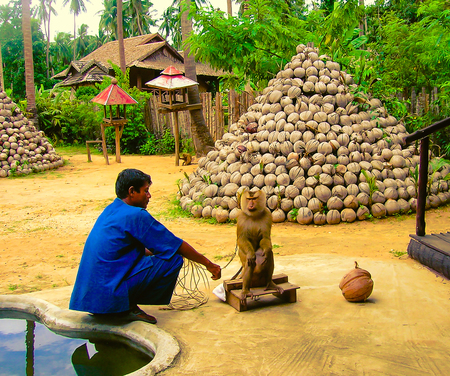 Koh Samui, Thailand - June 21, 2008: young monkeys doing tricksのeditorial素材