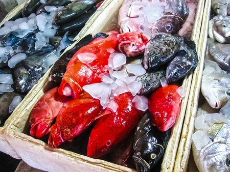 Fresh Red Snappers