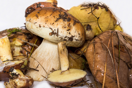 Mushrooms. Beautiful forest mushrooms on white backgroundの写真素材