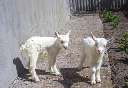 Newborn goat on the farmyard. Portrait of baby goatの写真素材