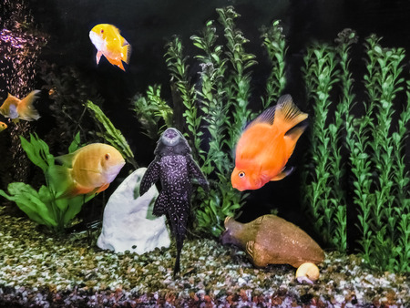 The close up of aquarium tank full of fish