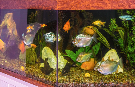 The close up of aquarium tank full of fish