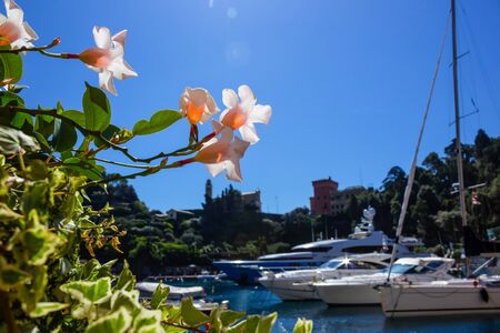 Beautiful bay with flowers in Portofino, Liguria, Italyの写真素材