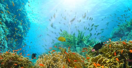 Underwater world. Coral fishes of Red sea. Egypt